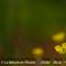 Renoncule Flammette (Ranunculus flammula - Aveyron - DF40)