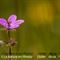 Géranium des Bois ( Geranium sylvaticum - Aveyron - DF 42)