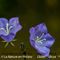 Campanule à Feuilles de Pêcher ( Campanula persicifolia - Aveyron -DF46)