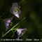 Campanule à Feuilles de Pêcher ( Campanula persicifolia - Aveyron -DF48)