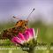 Mélitée....(Papillons Aveyron -ID22)