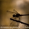 Libellule (Insectes Vaucluse - ID93)