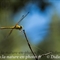 Libellule (Insectes Vaucluse - ID92)
