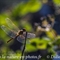 Libellule (Insectes Vaucluse - ID89)