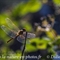 Libellule (Insectes Vaucluse - ID89)