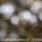 Libellule (Insectes Vaucluse - ID97)