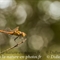 Libellule (Insectes Vaucluse - ID98)