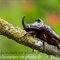 Scarabée rhinocéros européen (ID125)