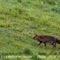 Renard Roux (Aveyron - FD15)