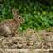 Lapin de Garenne (Vaucluse - FD17 ) 