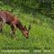 Brocard ( chevreuil mâle - Aveyron - FD87)