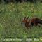 Renard Roux (Faune de l'Aveyron - FD1114)