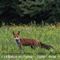 Renard Roux (Faune de l'Aveyron - FD96)