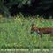 Renard en maraude....(Faune de L'Aveyron - FD86)