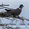 Pigeon Colombin ( Vaucluse - OD13)
