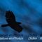 Buse Variable ( OD55)