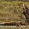 Buse Variable (Rapace - Vaucluse - OD 69)