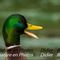 Canard Colvert ( Vaucluse - OD72)