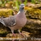 Pigeon Ramier (OD739)