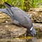 Pigeon Ramier (OD676)