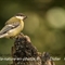 Mésange Charbonnière (OD289)