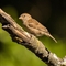 Moineau Domestique ( OD276 )