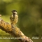 Mésange Charbonnière (OD297)