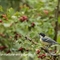 Mésange Charbonnière (OD355 )