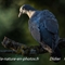 Pigeon Ramier ( juvénile -OD358)