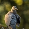Pigeon Ramier ( juvénile -OD368)