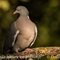 Pigeon Ramier ( OD492)