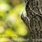 Grimpereau des Jardins ( OD590)
