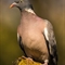 Pigeon Ramier (OD641)