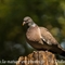 Pigeon Ramier ( OD516)