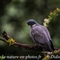 Pigeon Ramier ( OD517)