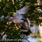 Pigeon Ramier ( OD522)