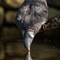 Pigeon Ramier ( OD456)