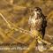 Buse Variable (Rapace Vaucluse - OD162)