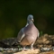 Pigeon Ramier ( OD258 )