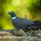 Pigeon Ramier ( OD261 )