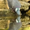 Pigeon Ramier ( OD262 )
