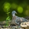 Pigeon Ramier (Juvénile - OD263 )