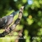 Pigeon Ramier (OD333)