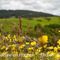 Praieries....(Aveyron - DP10)