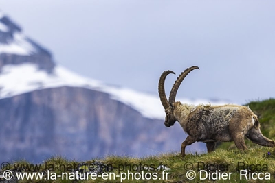 Bouquetin des Alpes ( Juillet 2025)