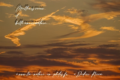 Nouvelle année,nouveaux projets.... Avec pour commencer mon site qui est en travaux depuis quelques temps et va être complètement repensé après 14 ans d'existence...