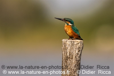 Martin Pêcheur ( Octobre  2023)