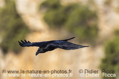 Grand Corbeau ( Avril 2025)