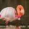 Flamant adulte en plumage nuptial ( F4)