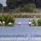 Flamant Rose (F245)